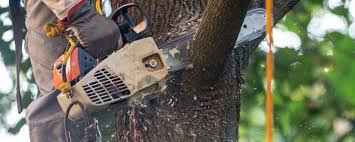 How Our Tree Care Process Works  in  Fairfield, IL