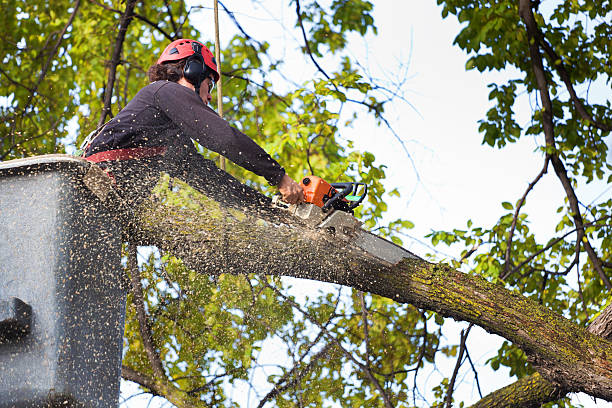 Fairfield, IL  Tree Services Company